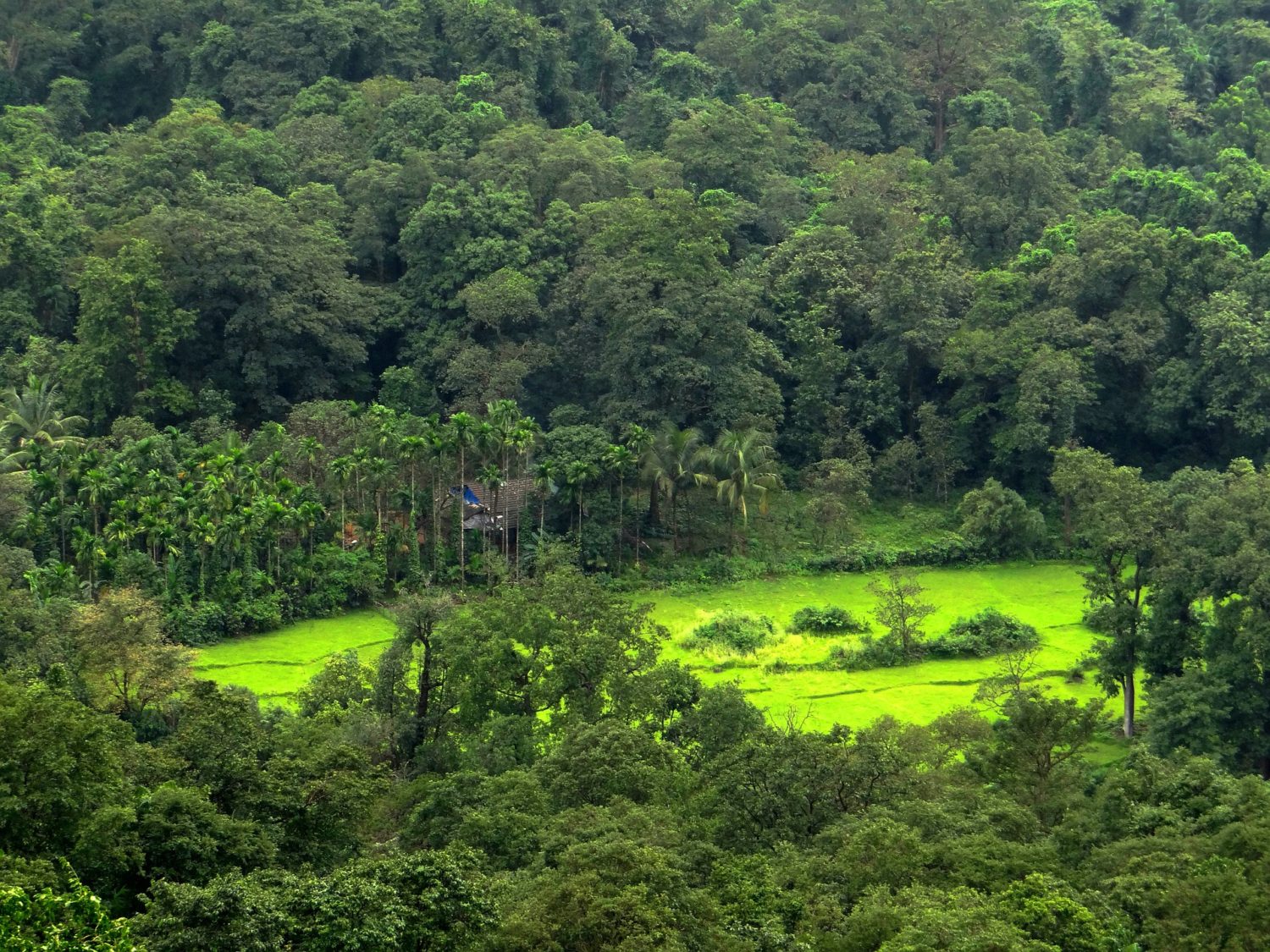 Green Goa